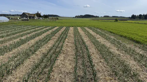 Ebey's Prairie Garlic farm