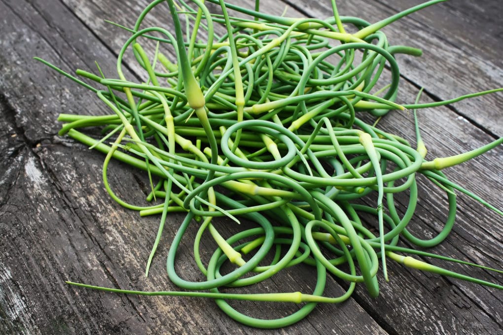 Scapes