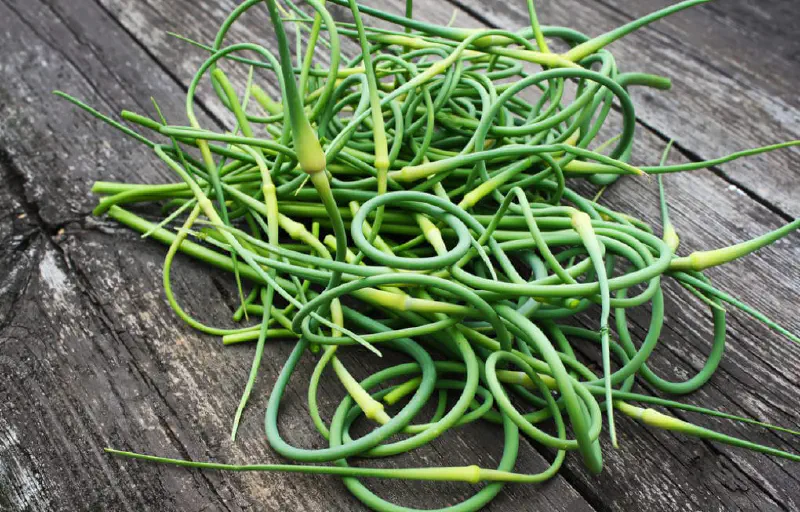 Scapes