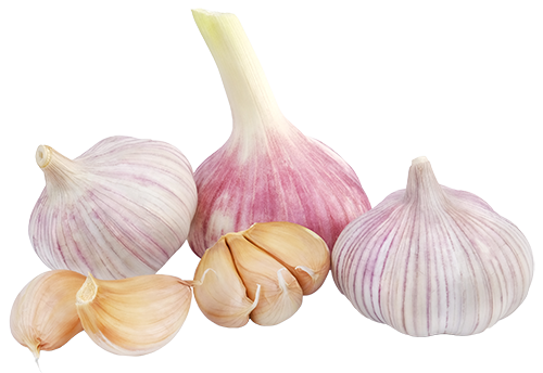 Organic Garlic Bulbs