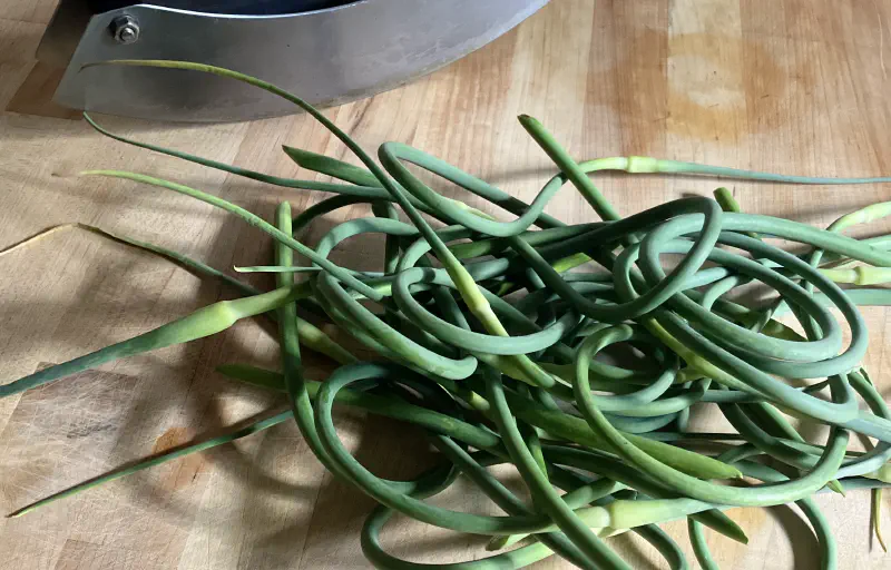 From the Field: Scape Season