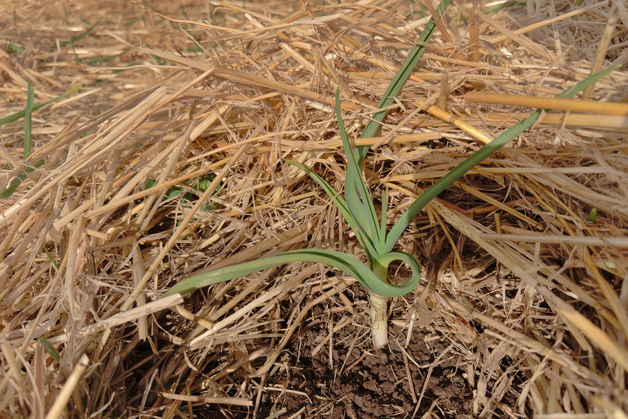 First Garlic, First March