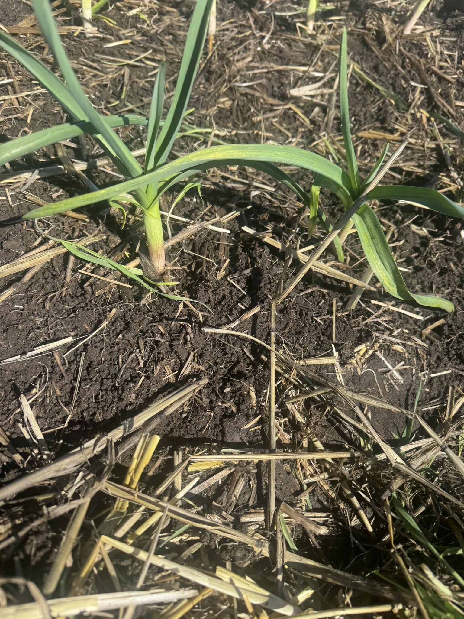 First Garlic, First March