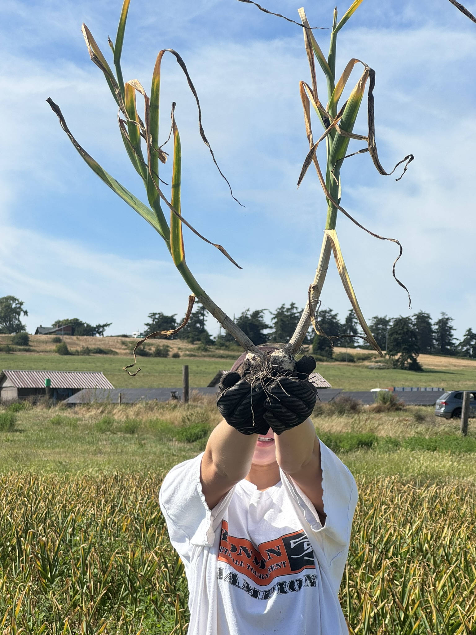 Harvest Begins — July 2026