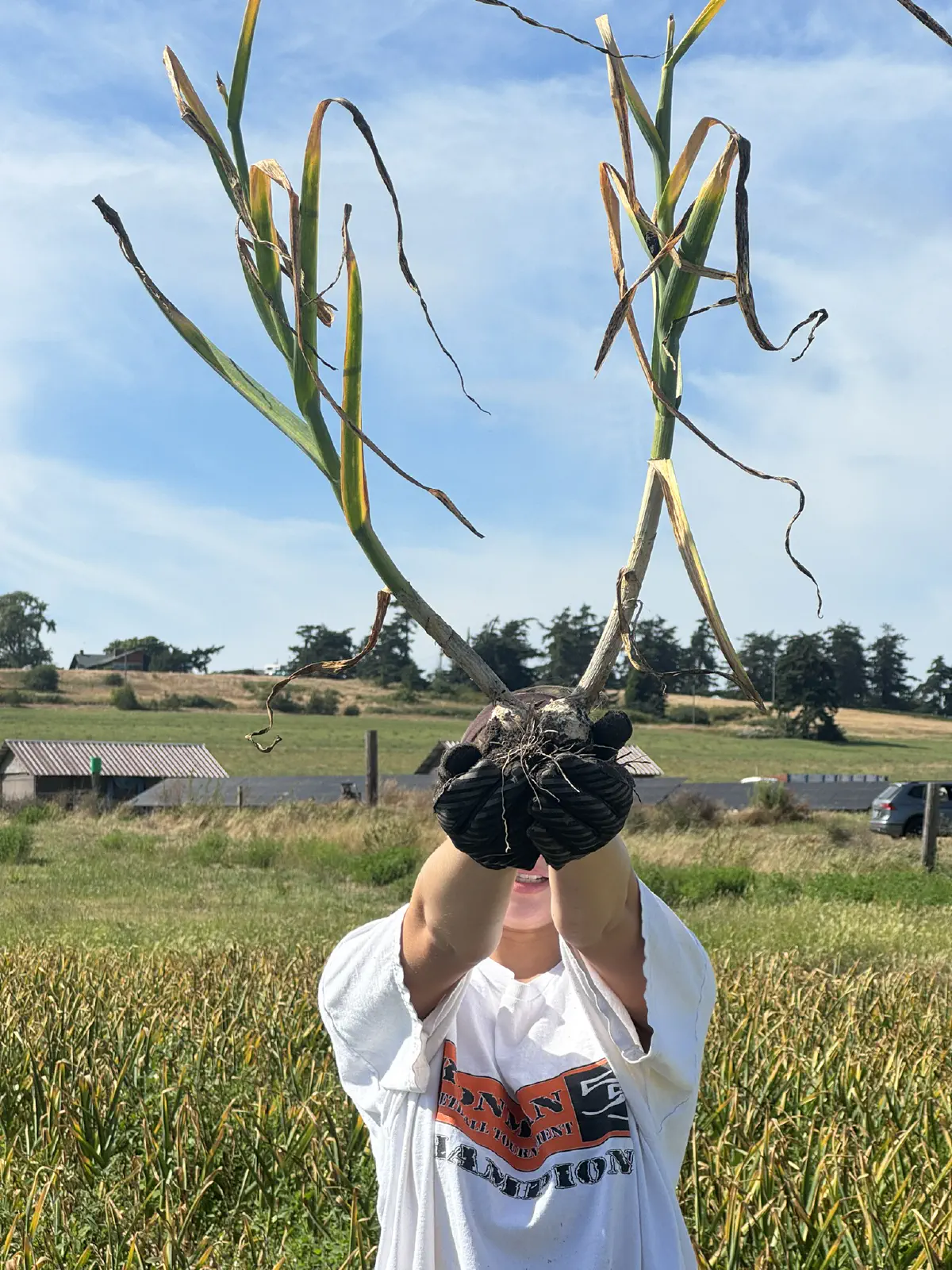 Harvest Begins — July 2026
